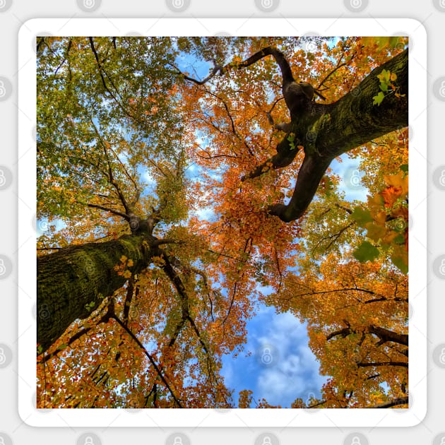 SCENERY 77 - Autumn Tree Woody Forest Leaves Magnet by artvoria